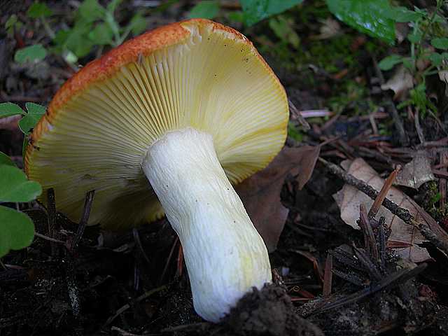 Funghi di frontiera